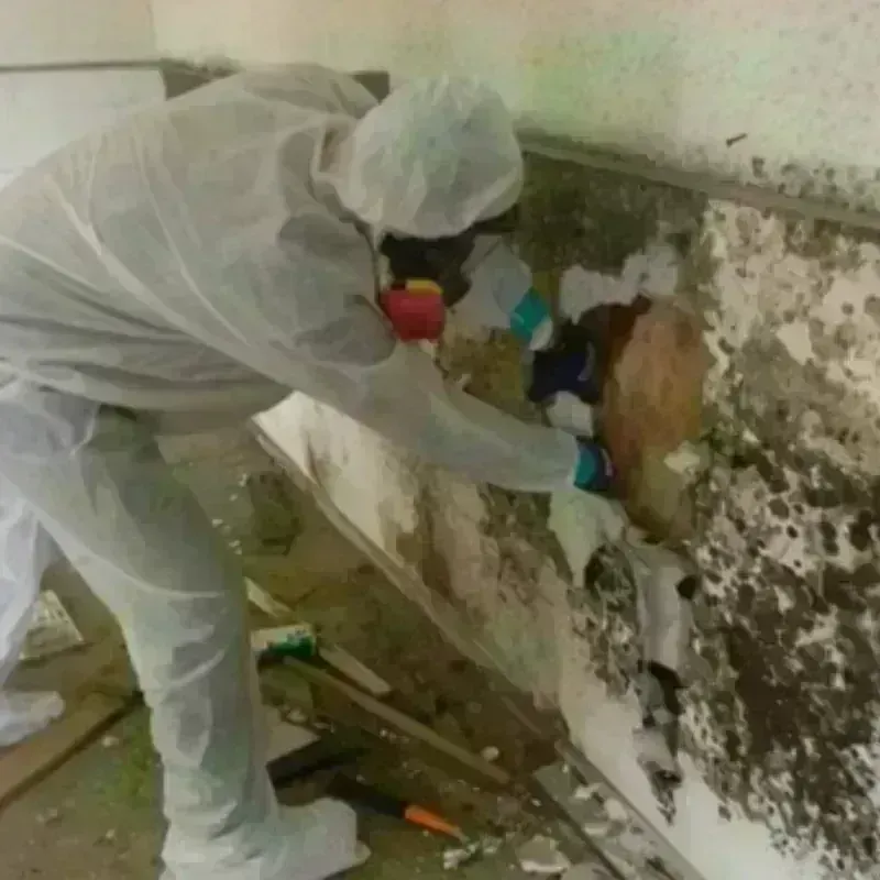 Mold Remediation and Removal in Jacksboro, TX